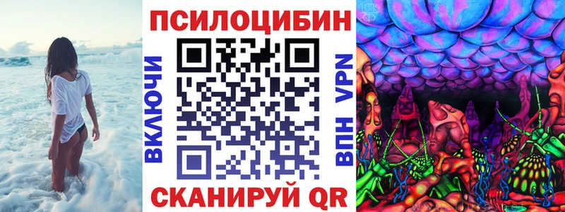 Псилоцибиновые грибы Cubensis  kraken зеркало  Суджа  где купить наркоту 